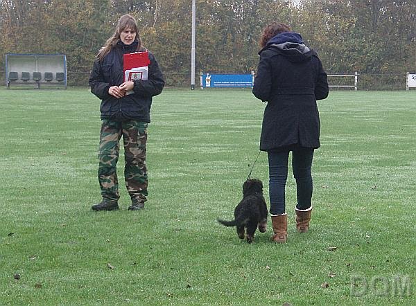 puppycursus1